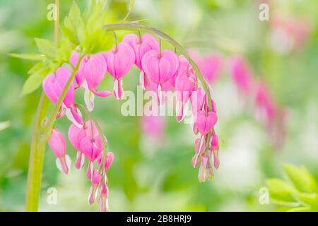 Nahaufnahme von Dicentra Spectabilis im Garten. Frühlingsblumen in Herzform Stockfoto