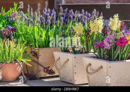 Blühende mehrfarbige Hyazinths, die in Holztöpfen wachsen, Gartendekoration Stockfoto