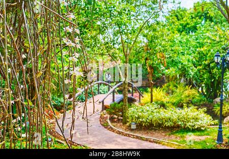 Der Blick auf den grünen Rajapruek-Park durch die Äste mit Orchideen, Chiang Mai, Thailand Stockfoto
