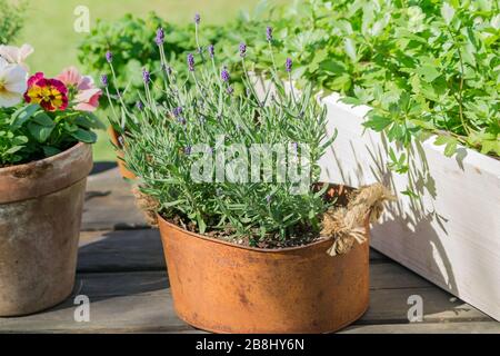 Blühende Blumen und Kräuter in Holztöpfen, Lehm- und Metalltöpfen. Gartendekoration Stockfoto