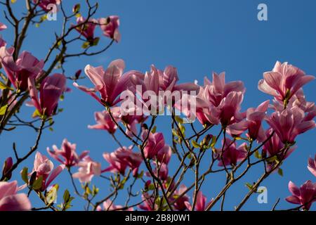 Blühende magnolienbäume in Maastricht im Frühling bringen den Menschen nach der Wintersaison Glück und gute Gefühle. Stockfoto