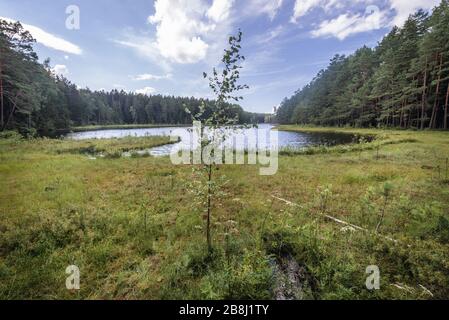 Suchar Wielki Lake auf dem Gebiet des Wigry-Nationalparks in der Nähe des Dorfes Slupie innerhalb des Landkreises Suwalki, der Wojewodschaft Podlaskie im Nordosten Polens Stockfoto