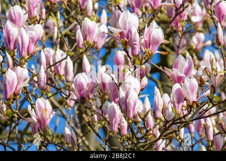 Beatufiul blühender Tulpenbaum (Magnolia soulangeana) im Frühjahr. Augenmuschel in jedem Garten. Stockfoto