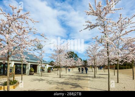 Wisley geschlossen: Besucher genießen weiße Yoshino-Bäume, die am Tag vor der Schließung von COVID-19 Coronavirus am Eingang zum RHS Garden, Wisley, Surrey blühen Stockfoto