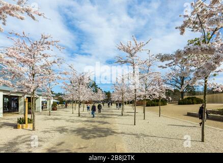 Wisley geschlossen: Besucher genießen weiße Yoshino-Bäume, die am Tag vor der Schließung von COVID-19 Coronavirus am Eingang zum RHS Garden, Wisley, Surrey blühen Stockfoto