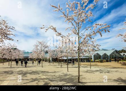 Wisley geschlossen: Besucher genießen weiße Yoshino-Bäume, die am Tag vor der Schließung von COVID-19 Coronavirus am Eingang zum RHS Garden, Wisley, Surrey blühen Stockfoto