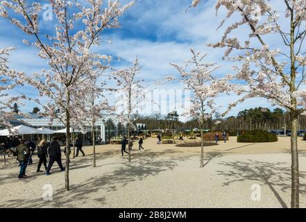 Wisley geschlossen: Besucher genießen weiße Yoshino-Bäume, die am Tag vor der Schließung von COVID-19 Coronavirus am Eingang zum RHS Garden, Wisley, Surrey blühen Stockfoto