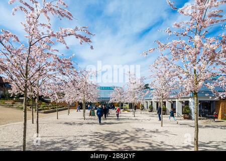 Wisley geschlossen: Besucher genießen weiße Yoshino-Bäume, die am Tag vor der Schließung von COVID-19 Coronavirus am Eingang zum RHS Garden, Wisley, Surrey blühen Stockfoto