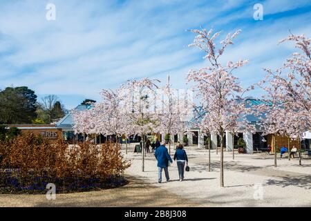 Wisley geschlossen: Besucher genießen weiße Yoshino-Bäume, die am Tag vor der Schließung von COVID-19 Coronavirus am Eingang zum RHS Garden, Wisley, Surrey blühen Stockfoto