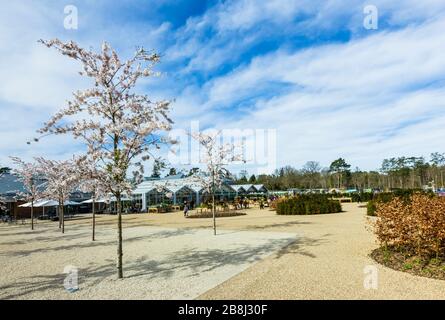 Wisley geschlossen: Besucher genießen weiße Yoshino-Bäume, die am Tag vor der Schließung von COVID-19 Coronavirus am Eingang zum RHS Garden, Wisley, Surrey blühen Stockfoto