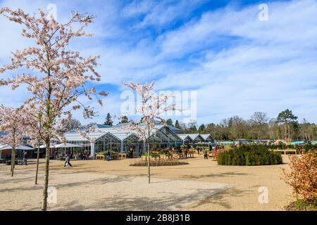 Wisley geschlossen: Besucher genießen weiße Yoshino-Bäume, die am Tag vor der Schließung von COVID-19 Coronavirus am Eingang zum RHS Garden, Wisley, Surrey blühen Stockfoto