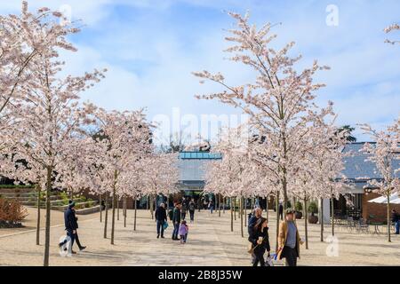 Wisley geschlossen: Besucher genießen weiße Yoshino-Bäume, die am Tag vor der Schließung von COVID-19 Coronavirus am Eingang zum RHS Garden, Wisley, Surrey blühen Stockfoto