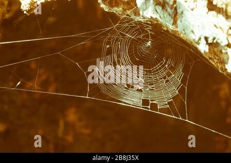 Ein Spinnennetz in der Nähe eines Baumstammes. Weicher Fokus, nicht fokussiert. Getontes Foto Stockfoto