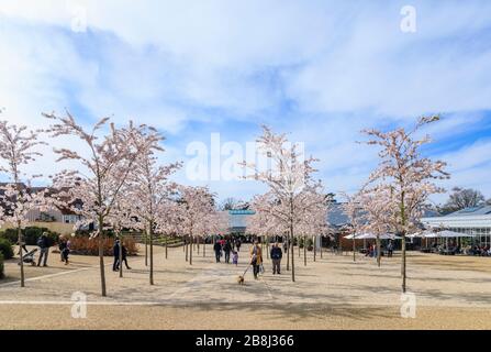 Wisley geschlossen: Besucher genießen weiße Yoshino-Bäume, die am Tag vor der Schließung von COVID-19 Coronavirus am Eingang zum RHS Garden, Wisley, Surrey blühen Stockfoto