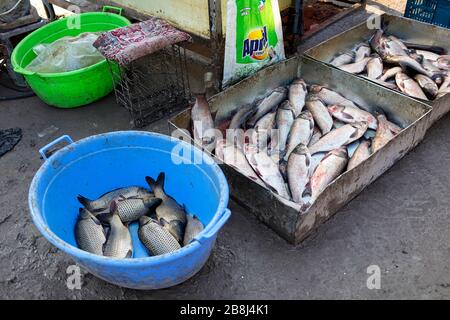 Fisch in Containern, Szene auf dem Fischmarkt auf dem Straßenmarkt, Khiva, Usbekistan Stockfoto