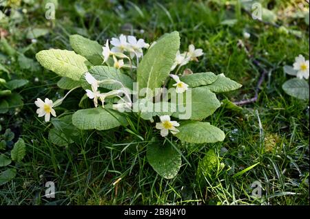 Primula vulgaris, Primrosen. Pfarrei St James Church, North Cray, Kent. GROSSBRITANNIEN Stockfoto