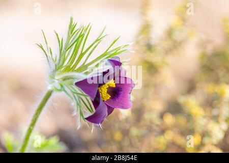 Nahaufnahme einer violetten Passeblume (pulsatilla vulgaris) in voller Blüte Stockfoto