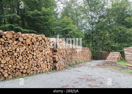 Holzstapellager im deutschen Wald Stockfoto