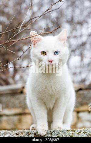 Weiße Katze mit verschiedenfarbigen Augen - selektive Farbe, Kopierbereich Stockfoto