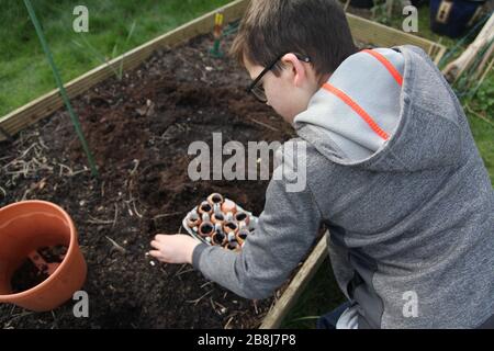 Ein junger, britischer, vorjugendlicher Junge bereitet Aubergschalen für das Pflanzen von Sämlingen im Frühjahr 2020 vor Stockfoto