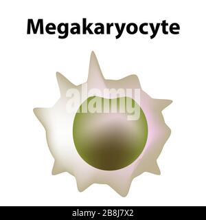 Die Struktur der Thrombozyten. Thrombozyten sind eine Blutzelle: Myeloid, Stamm, Zelle, Megakaryocyte, Megakaryoblast. Infografiken. Vektorgrafiken auf Stock Vektor