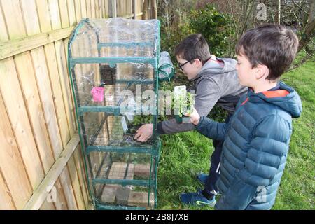 Im britischen Garten haben zwei junge Jungen im Frühjahr 2020 Pflanzentöpfe in ein kleines Plastikhaus gesteckt Stockfoto