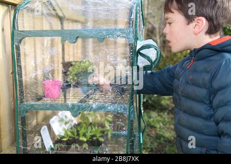 Der britische Garten, ein junger 8-jähriger Junge, legt im Frühjahr 2020 Pflanzentöpfe in ein kleines Plastikhaus Stockfoto