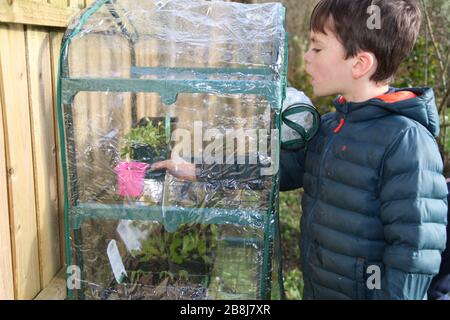 Der britische Garten, ein junger 8-jähriger Junge, legt im Frühjahr 2020 Pflanzentöpfe in ein kleines Plastikhaus Stockfoto