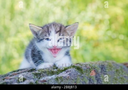 Das Mähen von Kätzchen, das in Blumen sitzt. Niedlich kleine mährende Kätzchen im Garten Stockfoto