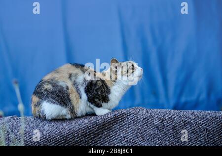 Einsames obdachloses Tier. Einsame obdachlose Katze. Straßenkatze am sonnigen Tag. Obdachlose Katze auf der Stadtstraße. Stockfoto