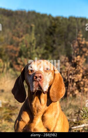 Ungarischer Zeiger (Vizsla) im Wald. Ausbildung von Jagdhunden. Frühlingswanderung in der Natur. Morgensonne. Alter Jagdhund auf einem Spaziergang. Stockfoto
