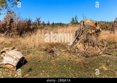 Großer entwurzelter Baumstumpf. Ein Baum, der von einem Gale entwurzelt ist. Arbeiten im Wald. Nach einem Windsturm. Stockfoto
