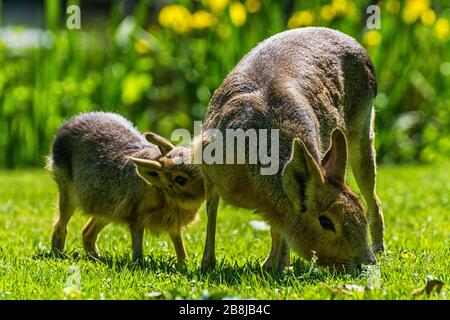 Pampas brötchen mit Baby auf einer Wiese Stockfoto