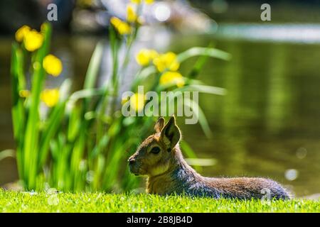 Pampas brunnig auf einer Wiese Stockfoto