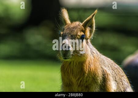 Pampas brunnig auf einer Wiese Stockfoto