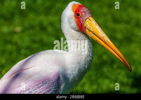 Kopf eines gierigen Vogels Stockfoto