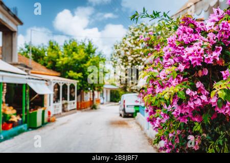 Magentafarbene Blumen auf dem Gehweg in Assos. Traditionelles griechisches Haus auf der Straße mit großen Bougainvillea-Blumen Stockfoto