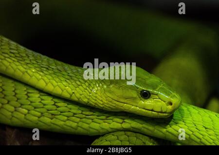 Kopf einer grünen Mamba Stockfoto