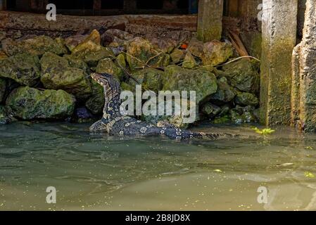 Wasser-Monitor (Varanus Salvator), manchmal auch als irrtümlich Komodo Drachen Stockfoto