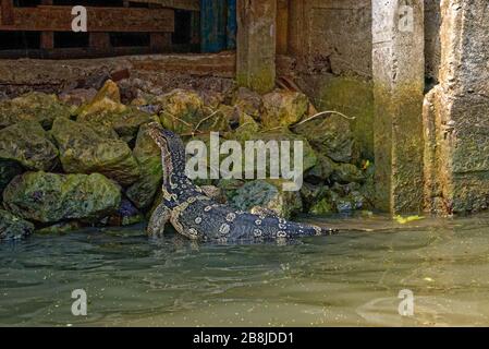 Wasser-Monitor (Varanus Salvator), manchmal auch als irrtümlich Komodo Drachen Stockfoto