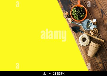 Sprösslinge von minigrünen in Becher, Garn, Gießkanne und Holzspäne auf Holz. Bereit für die Pflanzsaison. Stockfoto