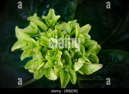 Nahaufnahme der grünen Hydrangea (Hydrangea macrophylla).selektiver Fokushintergrund. Die Japaner nennen diese "Ajisai-Blume" Stockfoto