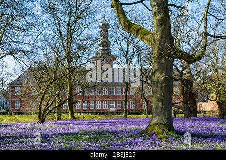 Crocus blüht in Husum vor dem Schloss Stockfoto