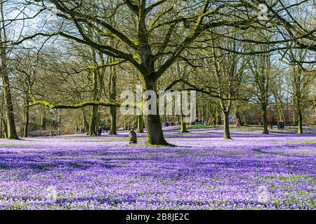 Crocus blüht in Husum vor dem Schloss Stockfoto