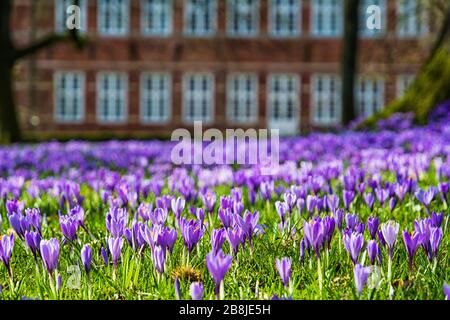 Crocus blüht in Husum vor dem Schloss Stockfoto