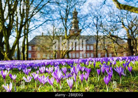 Crocus blüht in Husum vor dem Schloss Stockfoto