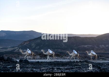 Afrika, Dschibuti, Assalsee. Eine traditionelle Kamelkarawane verlässt den Assalsee voll mit Salz Stockfoto