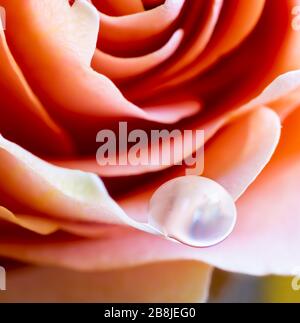 Nahaufnahme eines Wasserfalles auf dem Blütenblatt einer wunderschönen orangefarbenen Rose Stockfoto