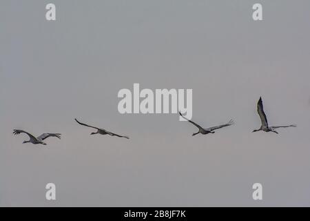 Flugkräne auf der Insel Rügen in Mecklenburg-Vorpommern Stockfoto