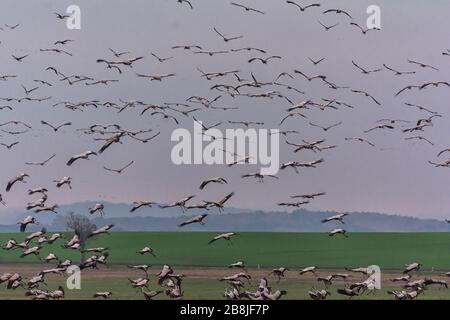Kräne auf der Insel Rügen in Mecklenburg-Vorpommern Stockfoto